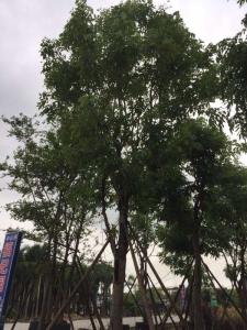 黄花腊肠树