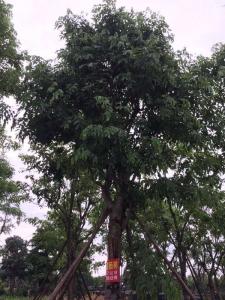 黄花腊肠树