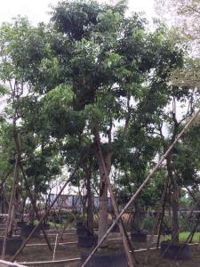 黄花腊肠树