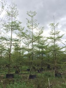 细叶榄仁