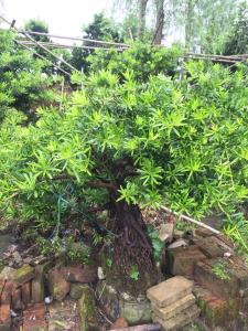 台湾罗汉松